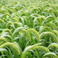50 LIMELIGHT SPRAY MILLET Light Lime Green Flower Setaria Italica Grass Seeds