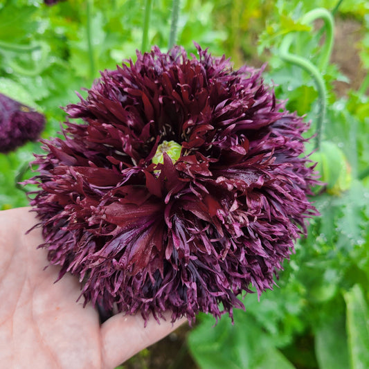 250 BLACK Swan PEONY POPPY Papaver Somniferum Dark Burgundy Double Flower Seeds