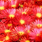 100 Gelato Bright RED ICE PLANT Mesembryanthemum Daisy Livingstone Flower Seeds