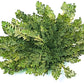 SMALL Live RESURRECTION PLANT Rose of Jericho Dinosaur Fern Miracle Air Houseplant