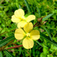 1000 Yellow SEEDBOX (Bushy Water Primrose / Rattlebox / False Loosestrife) Ludwigia Alternifolia Flower Seeds