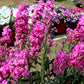 50 Rose PINK STOCK Matthiola Incana Ten-Week Gillyflower Seeds