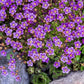50 PURPLE ROBE SAXIFRAGA Arendsii Moss Rockfoil Evergreen Flower Seeds