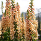 250 APRICOT BEAUTY FOXGLOVE Digiitalis Purpurea Flower Seeds
