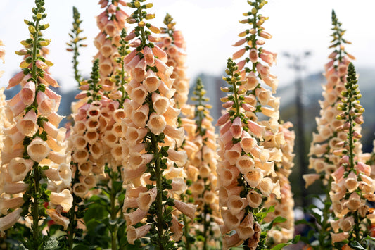 250 APRICOT BEAUTY FOXGLOVE Digiitalis Purpurea Flower Seeds