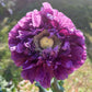 500 LILAC Pompom PEONY POPPY Papaver Laciniatum Purple Pompon Flower Seeds