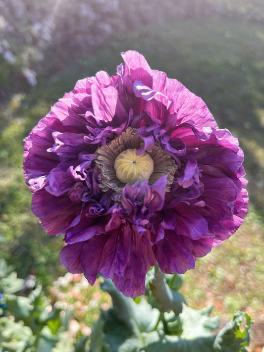 500 LILAC Pompom PEONY POPPY Papaver Laciniatum Purple Pompon Flower Seeds