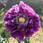 250 Organic PEONY POPPY MIX Papaver Paeoniflorum Mixed Colors Red, White, Pink, Black, Purple, Salmon, Bronze, Lilac, & Bicolor Flower Seeds