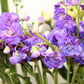 50 BLUE STOCK Matthiola Incana Ten-Week Gillyflower Seeds