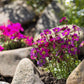50 PURPLE ROBE SAXIFRAGA Arendsii Moss Rockfoil Evergreen Flower Seeds