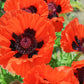 500 ORIENTAL RED Mix POPPY Papaver Orientale Flower Seeds