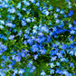 200 SKY BLUE LOBELIA Regatta Lobelia Erinus Flower Seeds