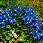 200 Electric Blue & White HALF MOON LOBELIA Erinus Flower Seeds