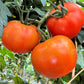 200 Red RUTGERS TOMATO Lycopersicon Globe Determinate 8 oz Fruit Vegetable Seeds