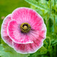 1000 PINK & WHITE POPPY Papaver Somniferum Flower Seeds