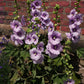 25 LAVENDER & PURPLE HOLLYHOCK Alcea Rosea Flower Seeds