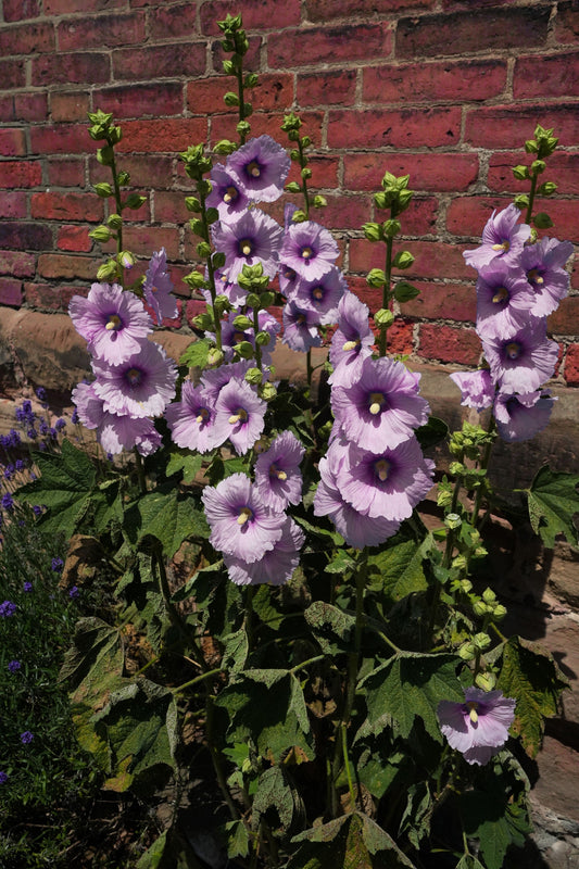 25 LAVENDER & PURPLE HOLLYHOCK Alcea Rosea Flower Seeds