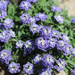 100 WONDERLAND BLUE ALYSSUM Lobularia Maritima Flower Seeds