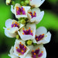 50 WEDDING CANDLES VERBASCUM Chaixii Album Mullein White Purple Flower Seeds