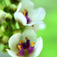 50 WEDDING CANDLES VERBASCUM Chaixii Album Mullein White Purple Flower Seeds