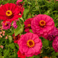 250 EXQUISITE ZINNIA Elegans Changes Color Red - Hot Pink Pale Pink Flower Seeds