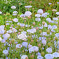 100 Organic BLUE LACE FLOWER aka Didiscus & Island Daisy Trachymene Coerulea Flower Seeds