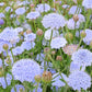 100 Organic BLUE LACE FLOWER aka Didiscus & Island Daisy Trachymene Coerulea Flower Seeds
