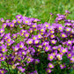 50 PURPLE ROBE SAXIFRAGA Arendsii Moss Rockfoil Evergreen Flower Seeds