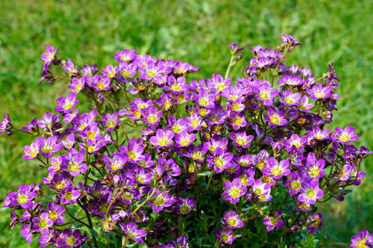 50 PURPLE ROBE SAXIFRAGA Arendsii Moss Rockfoil Evergreen Flower Seeds