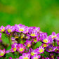 50 PURPLE ROBE SAXIFRAGA Arendsii Moss Rockfoil Evergreen Flower Seeds