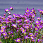 50 PURPLE ROBE SAXIFRAGA Arendsii Moss Rockfoil Evergreen Flower Seeds