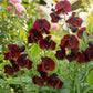 10 BLACK Knight SWEET PEA Lathyrus Odoratus Fragrant Flower Vine Seeds