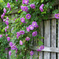 5 PURPLE CLIMBING ROSE Rosa Bush Vine Climber Fragrant Butterfly Flower Seeds