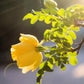 10 Yellow MANCHU ROSE Bush Rosa Xanthina Hummingbird Flower Seeds
