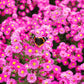 100 Pink NEW ENGLAND ASTER Aster Novae var Angliae Flower Seeds