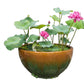 5 BOWL LOTUS Mixed Colors Dwarf Nelumbo Nucifera Aquatic Flower Seeds