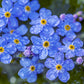 500 Blue FORGET ME NOT Myosotis Sylvatica Shade or Sun Perennial Flower Seeds