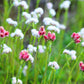 20 RED PUSSYTOES Antennaria Dioica Rubra Everlasting Flower Seeds