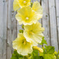 25 YELLOW HOLLYHOCK Alcea Rosea Flower Seeds Perennial