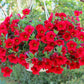 500 Fire Chief RED PETUNIA Nana Compacta Sun Annual AAS Winner Fragrant Hummingbird Flower Seeds