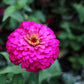250 VIOLET QUEEN ZINNIA Elegans Purple Double Dahlia Heirloom Flower Seeds