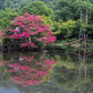 35 Dark PINK CREPE MYRTLE Lagerstroemia Indica Flowering Shrub Bush Small Tree Seeds