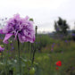 500 LILAC Pompom PEONY POPPY Papaver Laciniatum Purple Pompon Flower Seeds