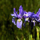 50 MISSOURI IRIS Missouriensis Rocky Mountain Blue Purple Yellow Flower Seeds