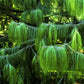 30 Mexican WEEPING PINE TREE Evergreen Pinus Patula Seeds