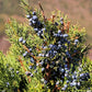60 Organic Seeds COMMON JUNIPER (20 Berries) Juniperus Communis Tree Shrub Evergreen Conifer Blue Berry Yellow Flower aka Gin Berry Pine