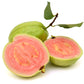 20 GUAVA FRUIT Tree Shrub Psidium Guajava White Flowers Fruit Seeds