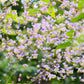 5 CHINESE MEADOW RUE Pink Yunnan Thalictrum Dipterocarpum Delavayi Flower Seeds