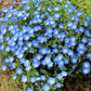 250 BABY BLUE EYES Nemophila Menziesii Fragrant Butterfly Flower Seeds
