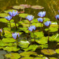 10 BLUE WATER LILY / Lily Pad / Asian Water Lotus / Sacred Egyptian Lotus Nymphaea Caerulea Flower Seeds